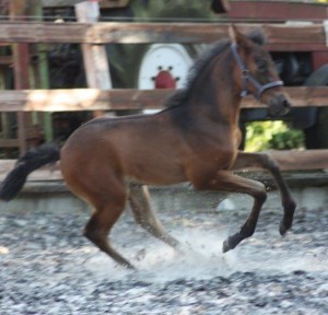 Intrigada 2013 06 05 verz galop