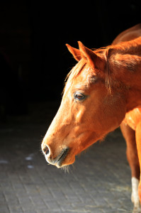 Dit vind ik echt zo'n fantastische foto van Palmer. Hier zie je hem echt zoals hij is, haast teder... Foto genomen door Vanessa Teepe fotografie